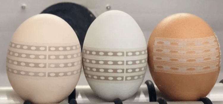 Egg shell laser marking allows people to eat with confidence